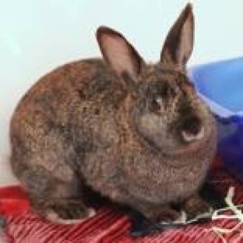 Chrissy -  Bunny Rabbit Rabbit for Adoption in Hilliard, Ohio - Chrissy | PetCurious