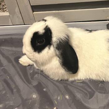 Gigi -  Lop Eared Rabbit for Adoption in Spokane, Washington - Gigi | PetCurious