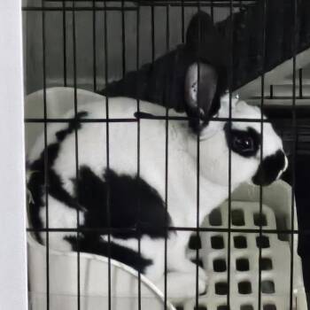 Yori -  Mini Rex Rabbit for Adoption in Baltimore, Maryland - Yori | PetCurious