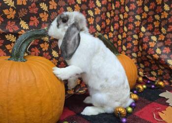 Mini Lop Rabbits Available for Adoption in Westford, Massachusetts - Green Bean | PetCurious