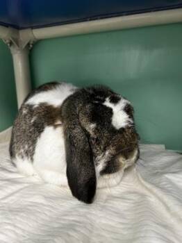 Ernie -  Bunny Rabbit Rabbit for Adoption in Morristown, New Jersey - Ernie | PetCurious