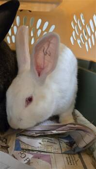 Bunny Rabbit Rabbits Available for Adoption in Derwood, Maryland - HOLLY | PetCurious