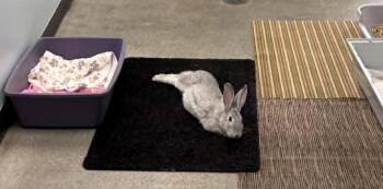 BUGS -  Chinchilla Rabbit for Adoption in South Kingstown, Rhode Island - BUGS | PetCurious
