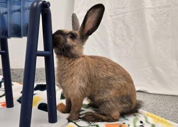 Bunny Rabbit Rabbits Available for Adoption in Westford, Massachusetts - Macaroni | PetCurious