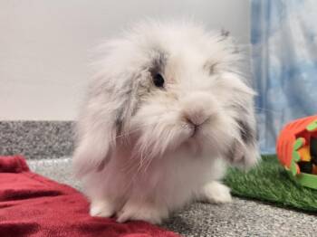 Duster -  Lionhead and Lop Eared Rabbit for Adoption in Westford, Massachusetts - Duster | PetCurious