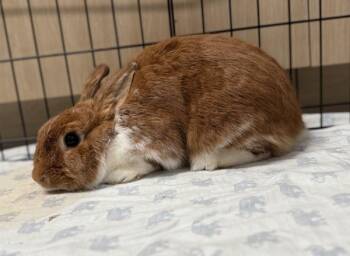 Carla -  Bunny Rabbit Rabbit for Adoption - Carla | PetCurious