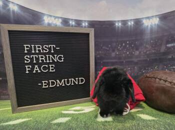 Edmund -  Holland Lop Rabbit for Adoption in Columbus, Ohio - Edmund | PetCurious