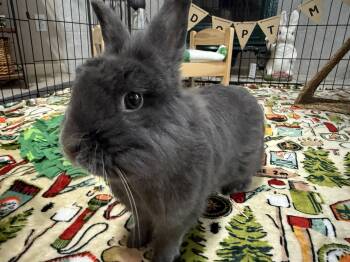 Winston -  Netherland Dwarf Rabbit for Adoption in Little Rock, Arkansas - Winston | PetCurious