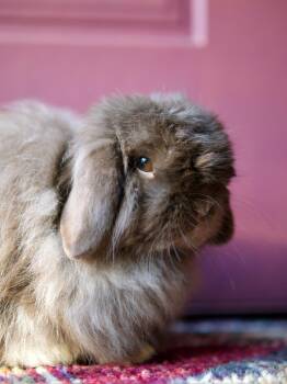 Pinkie -  Mini Lop and Angora Rabbit Rabbit for Adoption in Midlothian, Virginia - Pinkie | PetCurious