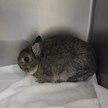 Netherland Dwarf Rabbits Available for Adoption in Cheyenne, Wyoming - Hare-y Styles | PetCurious