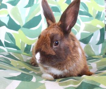 Chewy -  Dutch Rabbit for Adoption in IND HILLSIDE, New Jersey - Chewy | PetCurious