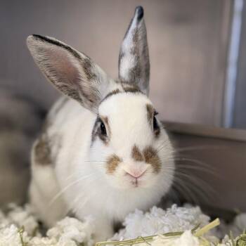 Nutmeg -  American Rabbit for Adoption in Pittsford, Vermont - Nutmeg | PetCurious