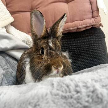 Rescue Lionhead Rabbits for Adoption in Los Angeles, California - Lancelot | PetCurious