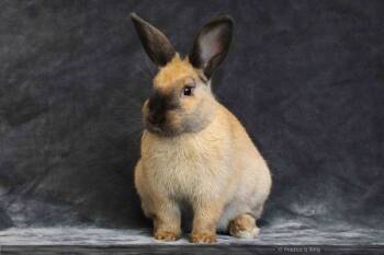Rescue Bunny Rabbit Rabbits for Adoption in Santa Cruz, California - Kate Moss | PetCurious