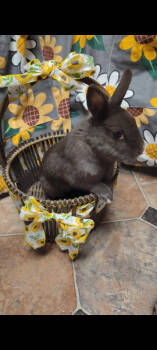 Rescue Polish Rabbits for Adoption in Kalamazoo, Michigan - Autumn | PetCurious