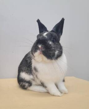 Vlad -  Netherland Dwarf Rabbit for Adoption in Delson, Quebec - Vlad | PetCurious