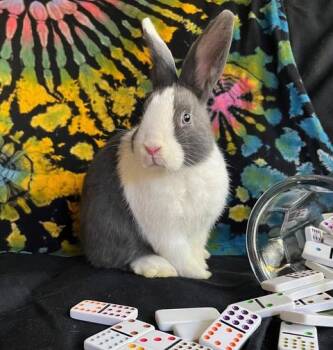Rescue Dutch Rabbits for Adoption in Livermore, California - Dominoes | PetCurious