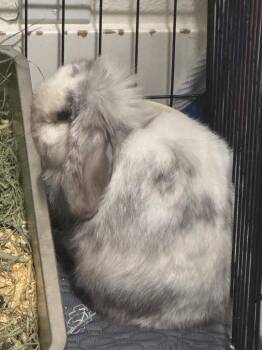 Mika -  Holland Lop Rabbit for Adoption in Santa Cruz, California - Mika | PetCurious