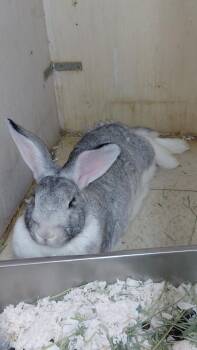 Mister Bunny -  Chinchilla Rabbit Available for Adoption in Cincinnati, Ohio - Mister Bunny | PetCurious
