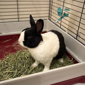 York -  Dutch Rabbit for Adoption in Gansevoort, New York - York | PetCurious