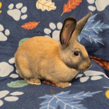 Earl Grey -  American Rabbit for Adoption in Evansville, Indiana - Earl Grey | PetCurious