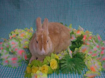 Daisy -  American Rabbit for Adoption in Jefferson, Louisiana - Daisy | PetCurious