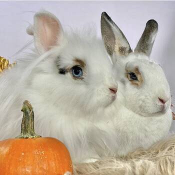 Rescue Lionhead and English Spot Rabbits for Adoption in Miami, Florida - Luke & Leia | PetCurious
