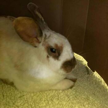 Rescue English Spot Rabbits for Adoption in Hampton Bays, New York - Spree | PetCurious