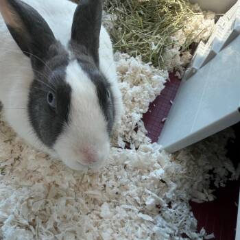 American Rabbits Available for Adoption - Jewel | PetCurious