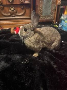 Lionhead and American Rabbits Available for Adoption - Eggo  | PetCurious