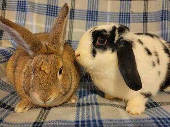 Mini Lop Rabbits Available for Adoption - Eryx & Deimos | PetCurious