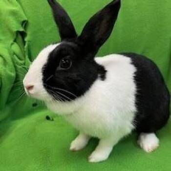 Dutch Rabbits Available for Adoption in Fort Worth, Texas - Riny | PetCurious