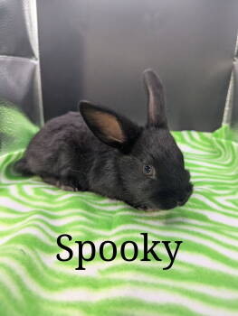 Rescue English Spot and Rex Rabbits for Adoption - Spooky | PetCurious