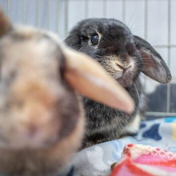 Bean (bonded to Sprout) -  Holland Lop Rabbit for Adoption in San Diego, California - Bean (bonded To Sprout) | PetCurious