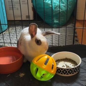 Junie B -  Mini Lop and Lionhead Rabbit for Adoption in Providence, Rhode Island - Junie B | PetCurious