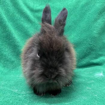 Wooly Mammoth -  Lionhead Rabbit for Adoption in Oak Park, Illinois - Wooly Mammoth | PetCurious