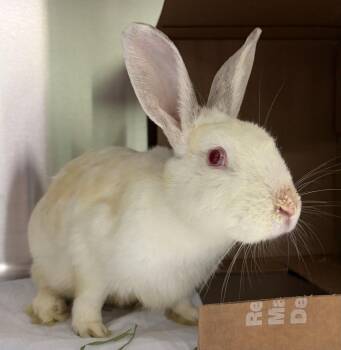 Noodles -  American Rabbit for Adoption in Oakland, California - Noodles | PetCurious