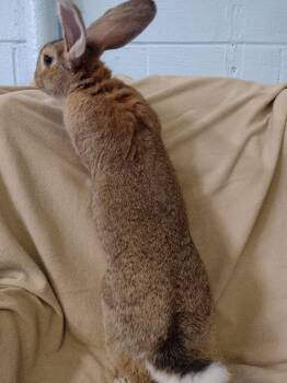 Parker -  Flemish Giant Rabbit for Adoption in Plymouth, Michigan - Parker | PetCurious