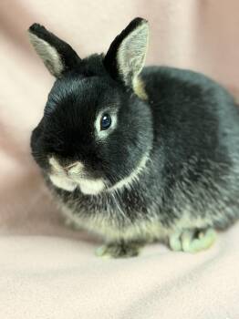 Netherland Dwarf Rabbits Available for Adoption in Edinburg, Pennsylvania - Beans: Video!! | PetCurious