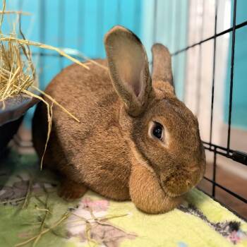 American and Flemish Giant Rabbits Available for Adoption in Port Richey, Florida - Annie Lucille | PetCurious