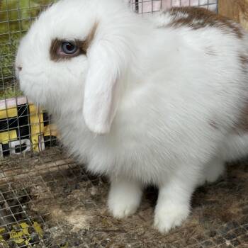 Mini Lop and English Spot Rabbits Available for Adoption in Birdsboro, Pennsylvania - Caramel Crunch & Butterscotch (bonded Mother/daughter) | PetCurious