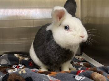 Hotot Rabbits Available for Adoption - JACK BLACK | PetCurious