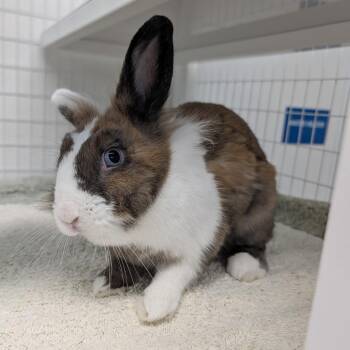 Serenity -  Lionhead Rabbit for Adoption in Clearwater, Florida - Serenity | PetCurious