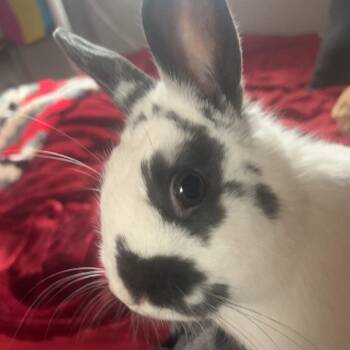 Mini Rex Rabbits Available for Adoption in Columbia, Missouri - Dip | PetCurious