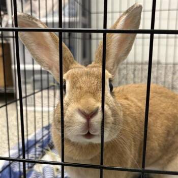 Byron -  New Zealand Rabbit for Adoption in Mentor, Ohio - Byron | PetCurious