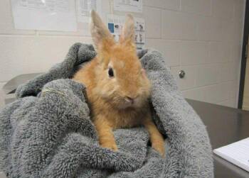 Megan -  Rex Rabbit for Adoption in Raleigh, North Carolina - Megan | PetCurious