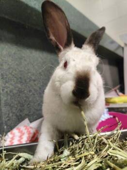 Californian and Bunny Rabbit Rabbits Available for Adoption in Fairfax, Virginia - Vasen (& Kiwi) | PetCurious