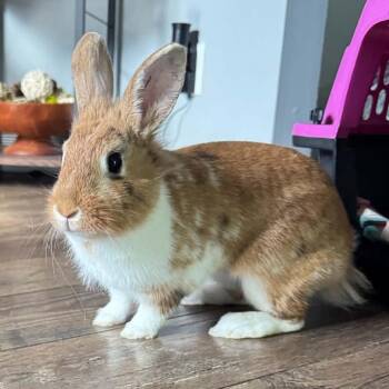 Hopper -  Bunny Rabbit Rabbit for Adoption in West Olive, Michigan - Hopper | PetCurious