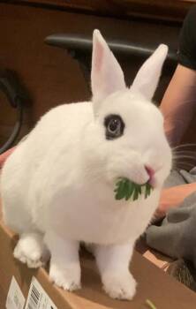 Rescue English Spot Rabbits for Adoption - Bisou | PetCurious