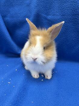 Flopsy -  Bunny Rabbit Rabbit for Adoption in Mississauga, Ontario - Flopsy | PetCurious